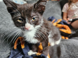 Kitten
