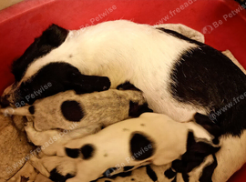 Jack Russell puppies for sale