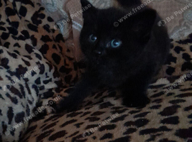 Black girl kitten