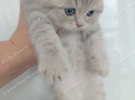 British kittens