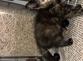 Female kitten