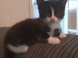 Cute Kitten Available Now !