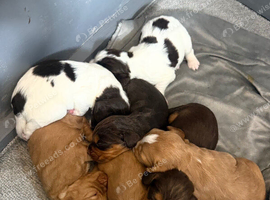 Outstanding cocker spaniel pups