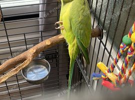 4yr old female semi tame Indian ringneck