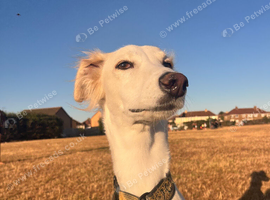 Female Saluki x Greyhound