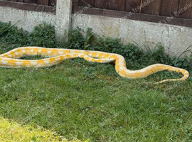 Reticulated python