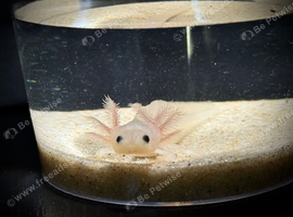 Axolotl babies