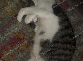 Part Turkish angora kittens