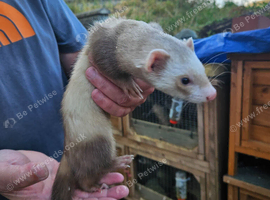 Ferret hob kits