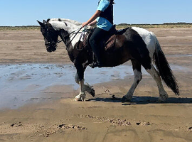 14.1 skewed mare 14 years old