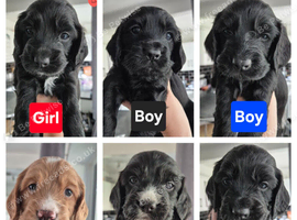 Cockerpoo x cocker spaniels puppies
