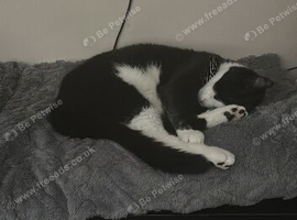 Cat looking for a great new home