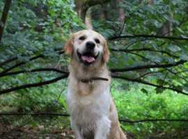 KC Cream Golden Retriever for Stud - Champion Lines