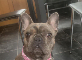 French bulldog - Bella