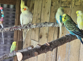 Cockatiel for sale