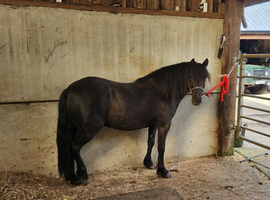 Peekhill's King Charles