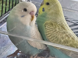 Baby budgies
