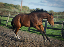Ex racer for sale