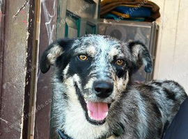 8 month old border collie