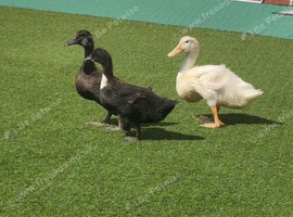 3 Domestic Indian Runner-Type Ducks