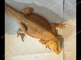 Bearded dragon
