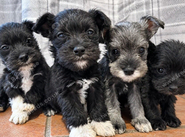 Schnauzer pups - LAST 4 pups remaining