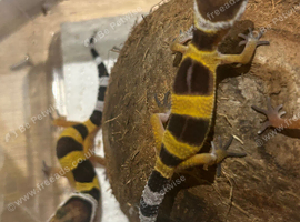 Baby  leopard geckos