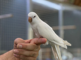 Quaker parrot