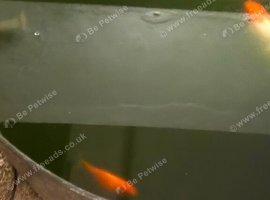 Goldfish