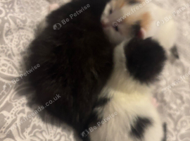 Beautiful fluffy kittens