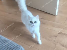 White/silver tipped Persian chinchilla