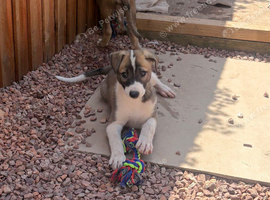 Lurcher pup