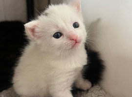 Kittens available