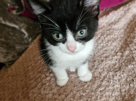 Kittens