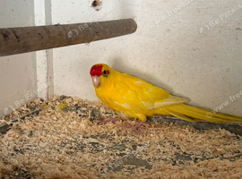 Yellow kakariki