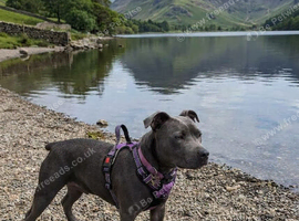 Blue staffy bitch