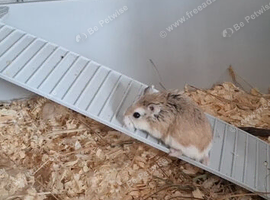 Male roborovski hamster and cage for sale