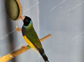 3 Black head Gouldian Finches
