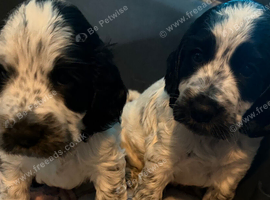 beautiful puppies for sale ready in 3 weeks