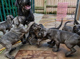 ICCF 8th gen pedigree Cane Corso (ready to leave)