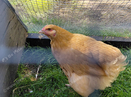 2 PURE BUFF ORPINGTON YOUNG BIRDS FOR SALE
