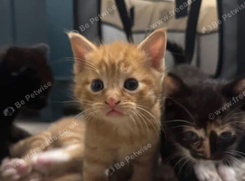 Kittens