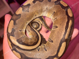 X5 Royal pythons plus Snake rack