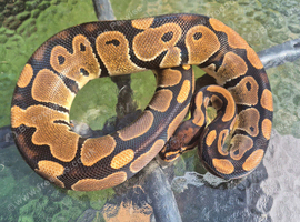 ball python and rack for sale