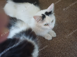Kittens fo sale