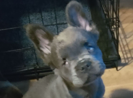 5 month old French bulldog for sale