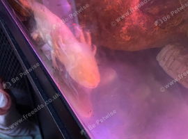 Large axolotls