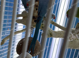 Indian Ringneck parrot