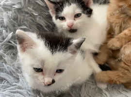 Male black & white, Ginger & white kittens