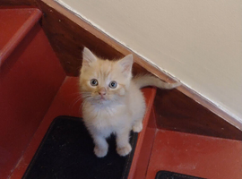3 male Ginger kittens